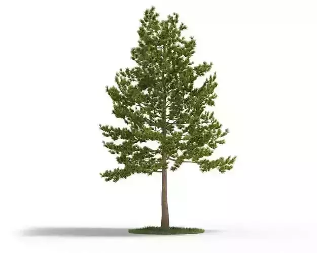 Large Pine Tree 3D model