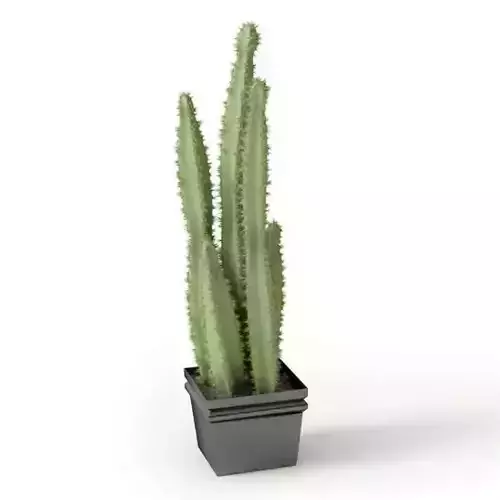 Decorative House Plant