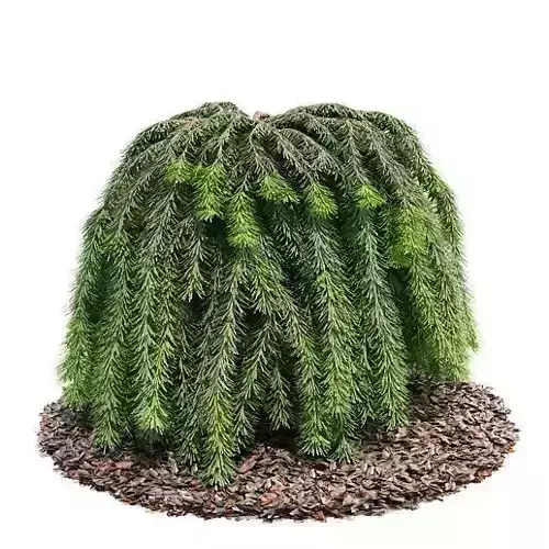 Green Coniferous Leaves On A Brown Forest Floor Base