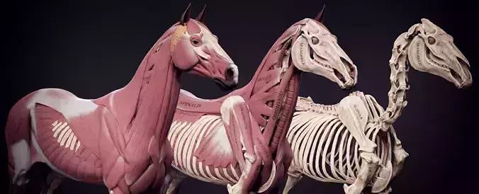 Horse Anatomy Kit Low-poly 3D model
