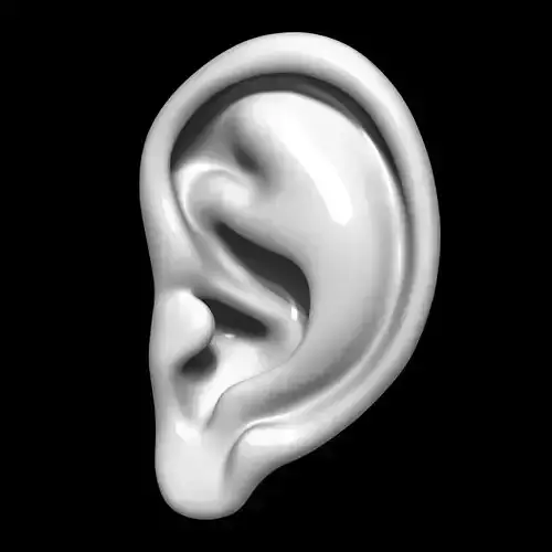 Ear Human