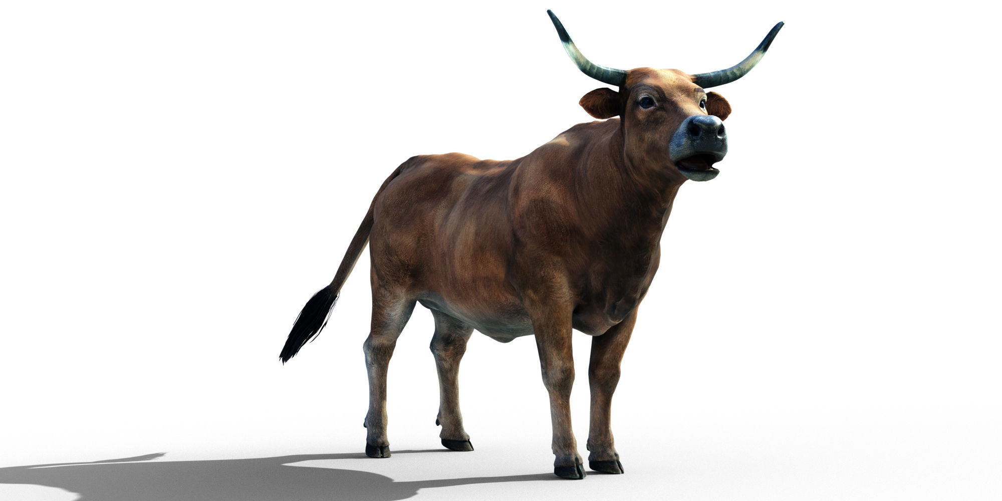Realistic Cow Bull with Rigged body and Animation Low-poly 3D model_7