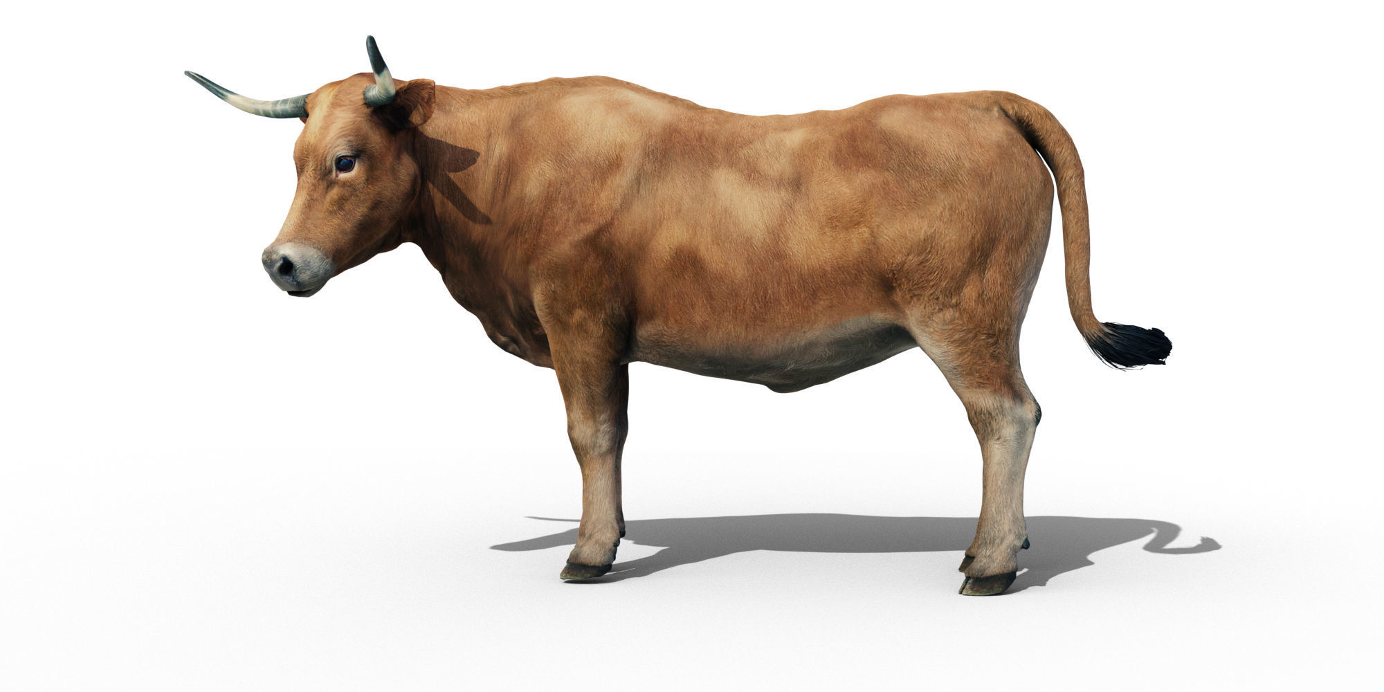 Realistic Cow Bull with Rigged body and Animation Low-poly 3D model_1
