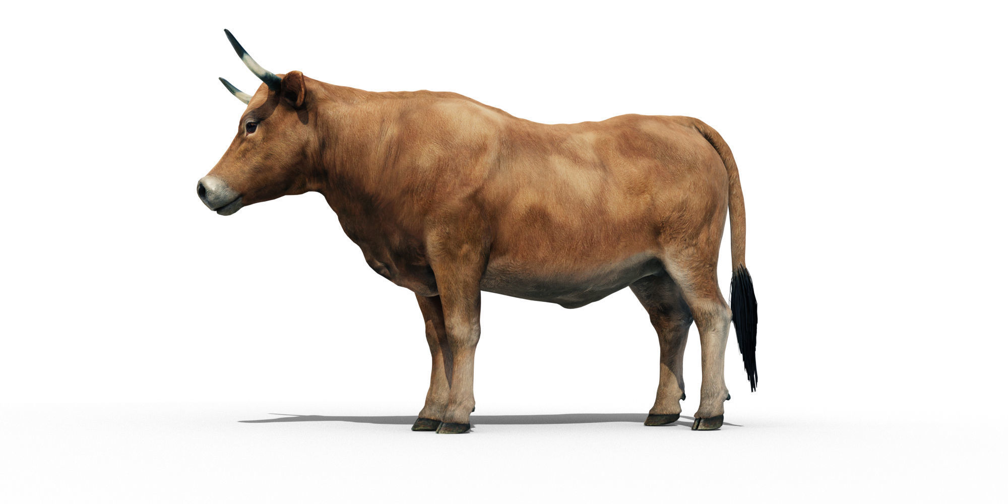 Realistic Cow Bull with Rigged body and Animation Low-poly 3D model_2