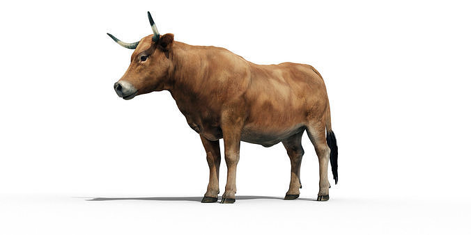 Realistic Cow Bull with Rigged body and Animation Low-poly 3D model