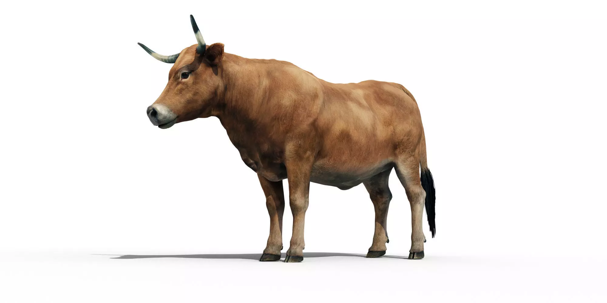 Realistic Cow Bull with Rigged body and Animation Low-poly 3D model_0