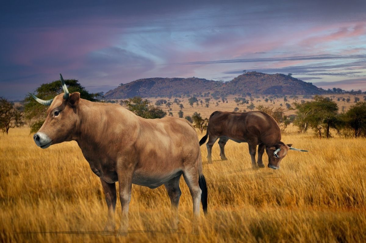 Realistic Cow Bull with Rigged body and Animation Low-poly 3D model_9