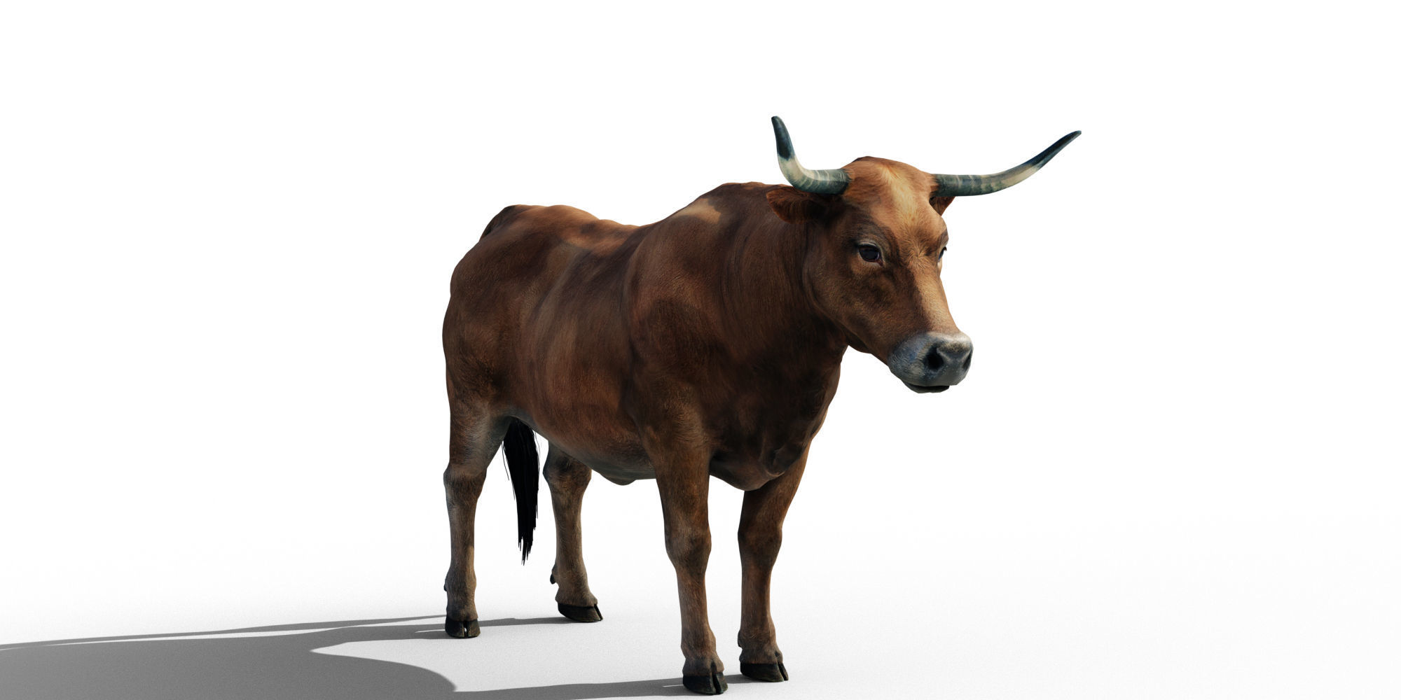 Realistic Cow Bull with Rigged body and Animation Low-poly 3D model_5