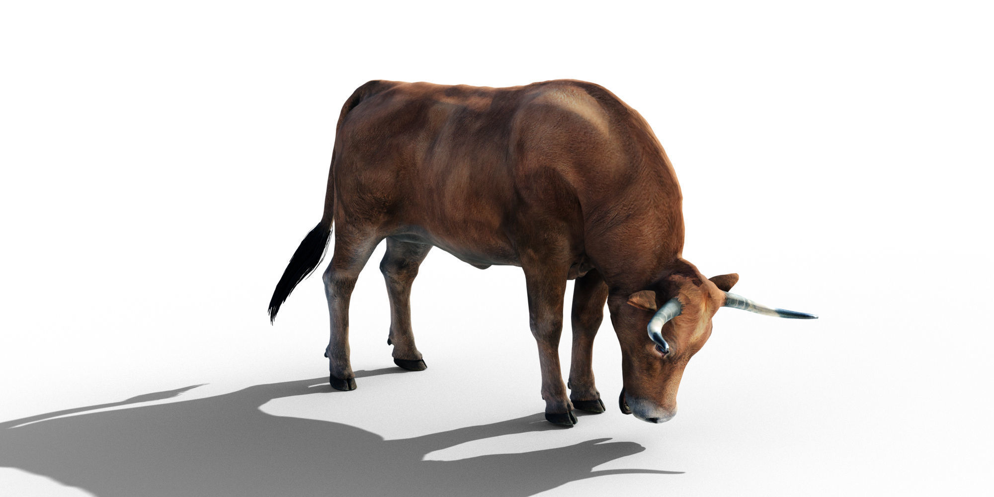 Realistic Cow Bull with Rigged body and Animation Low-poly 3D model_8