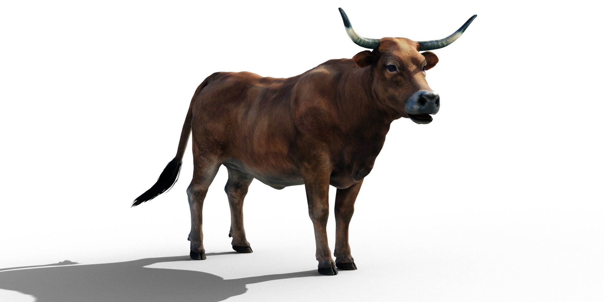 Realistic Cow Bull with Rigged body and Animation Low-poly 3D model_6