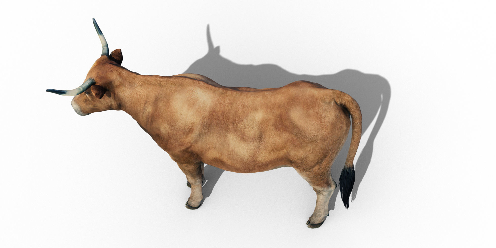 Realistic Cow Bull with Rigged body and Animation Low-poly 3D model_4