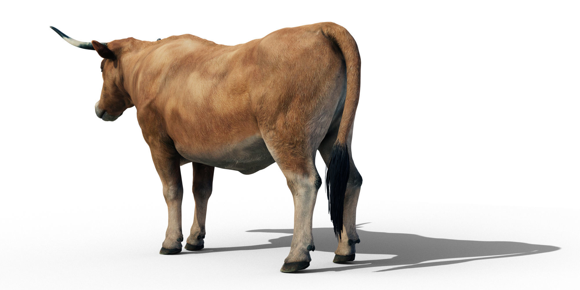 Realistic Cow Bull with Rigged body and Animation Low-poly 3D model_3
