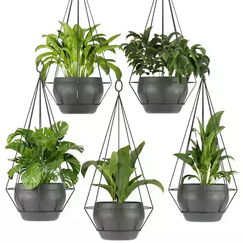 Collection plant vol 312 - Indoor - ampelous - hanging 3D model