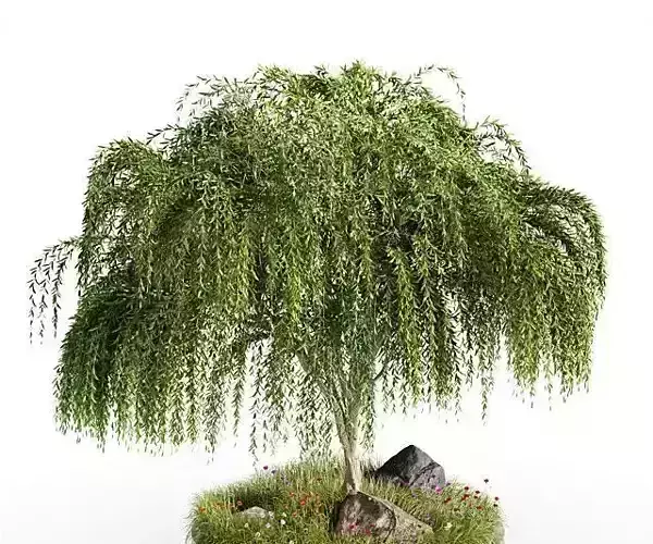 Outdoor Plant Set 004-Weeping Willow Tree Garden Design