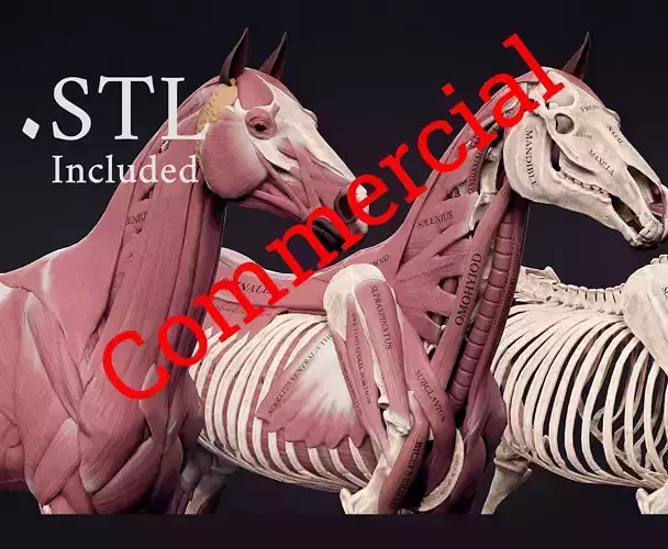 Horse Anatomy Kit Commercial License Low-poly 3D model