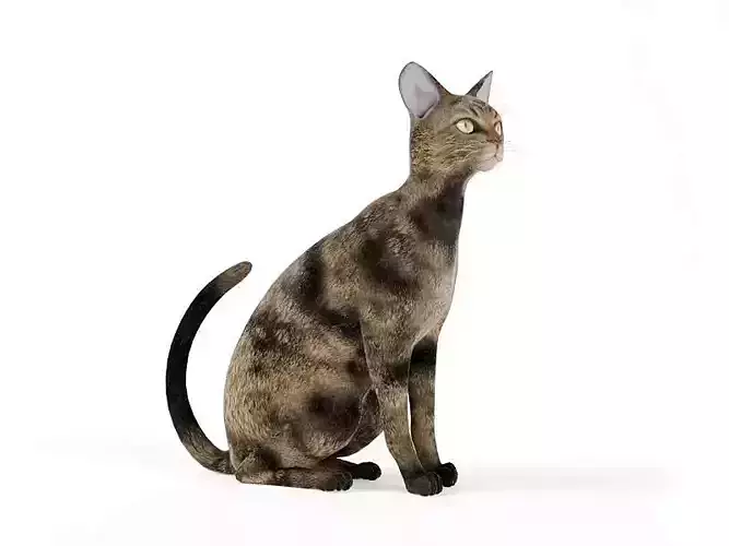 Mottled Brown Cat Sitting 3D model