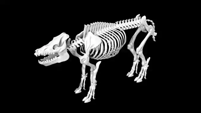 Pig Skeleton Low-poly 3D model