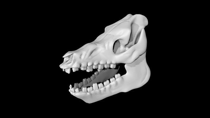 Pig Skull Low-poly 3D model