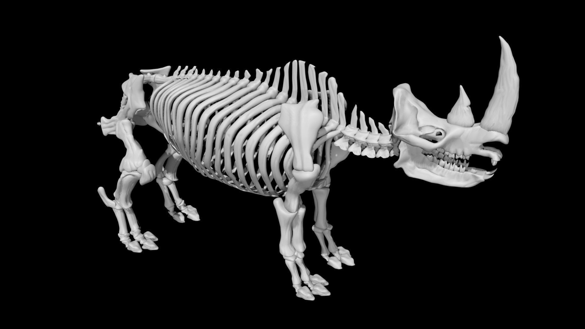 Rhino skeleton Low-poly 3D model_2