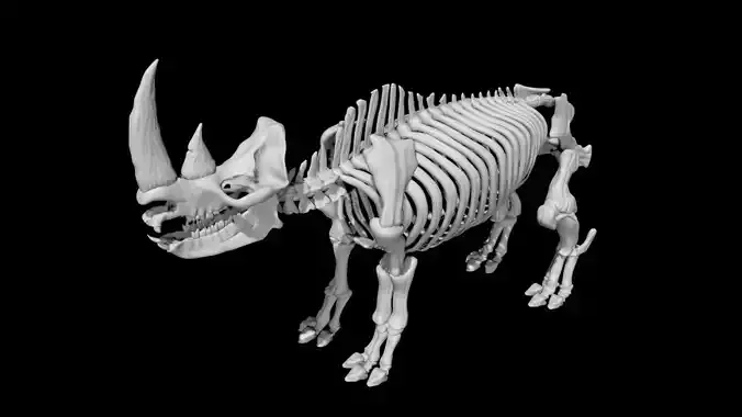 Rhino skeleton Low-poly 3D model