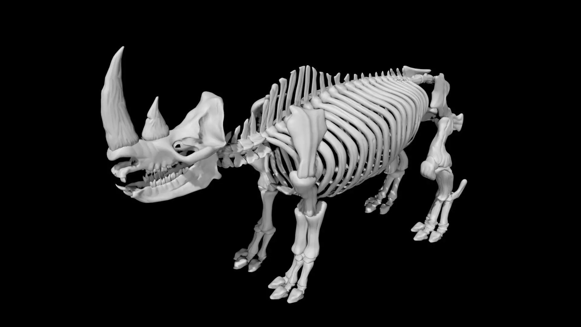 Rhino skeleton Low-poly 3D model_0