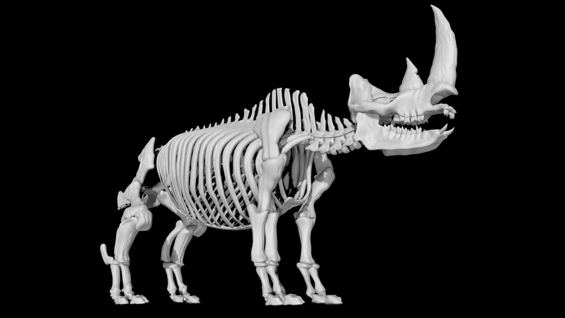 Rhino skeleton Low-poly 3D model_3