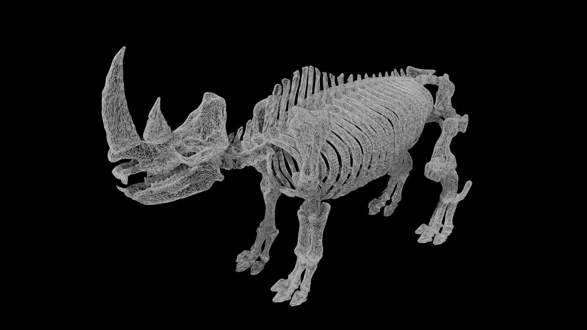 Rhino skeleton Low-poly 3D model_8