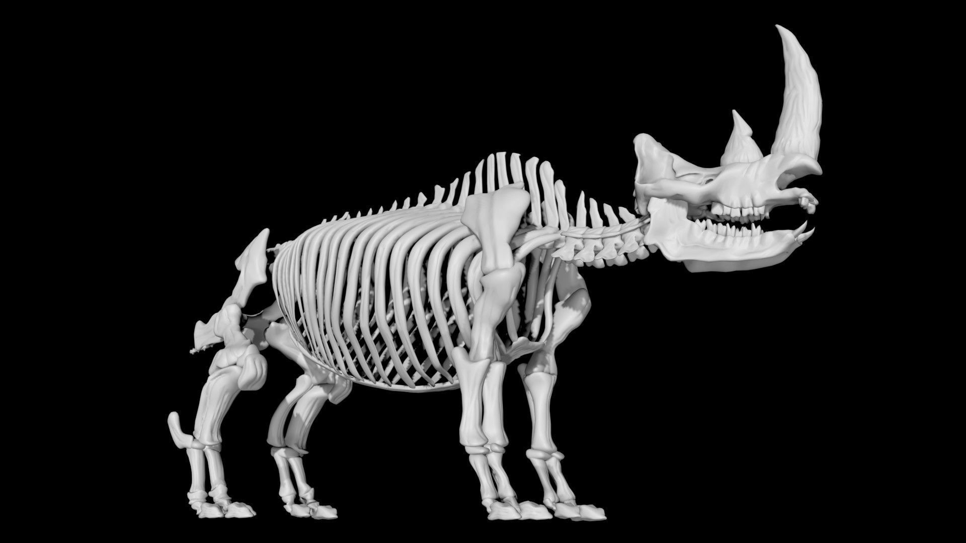 Rhino skeleton Low-poly 3D model_7