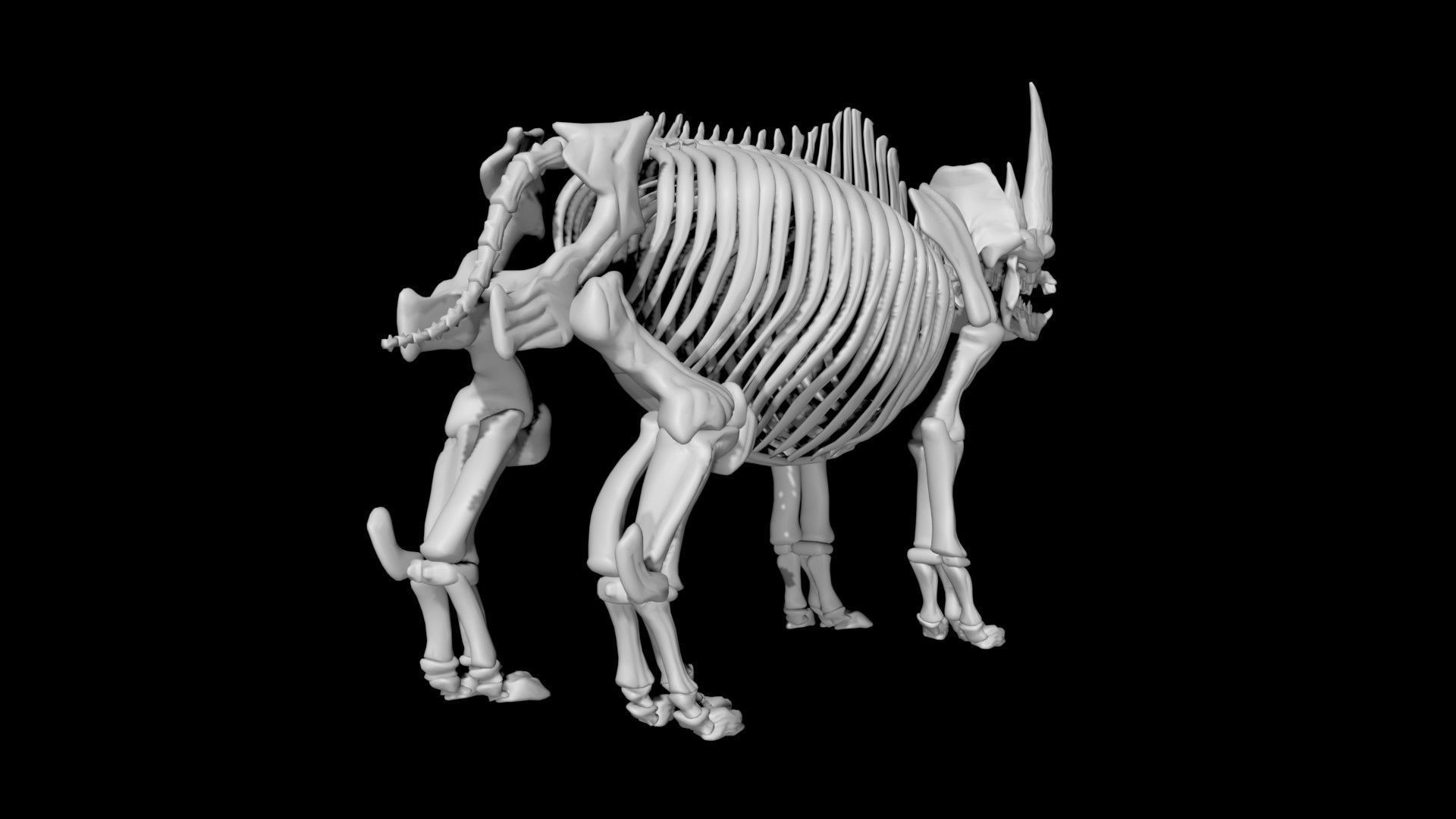 Rhino skeleton Low-poly 3D model_5