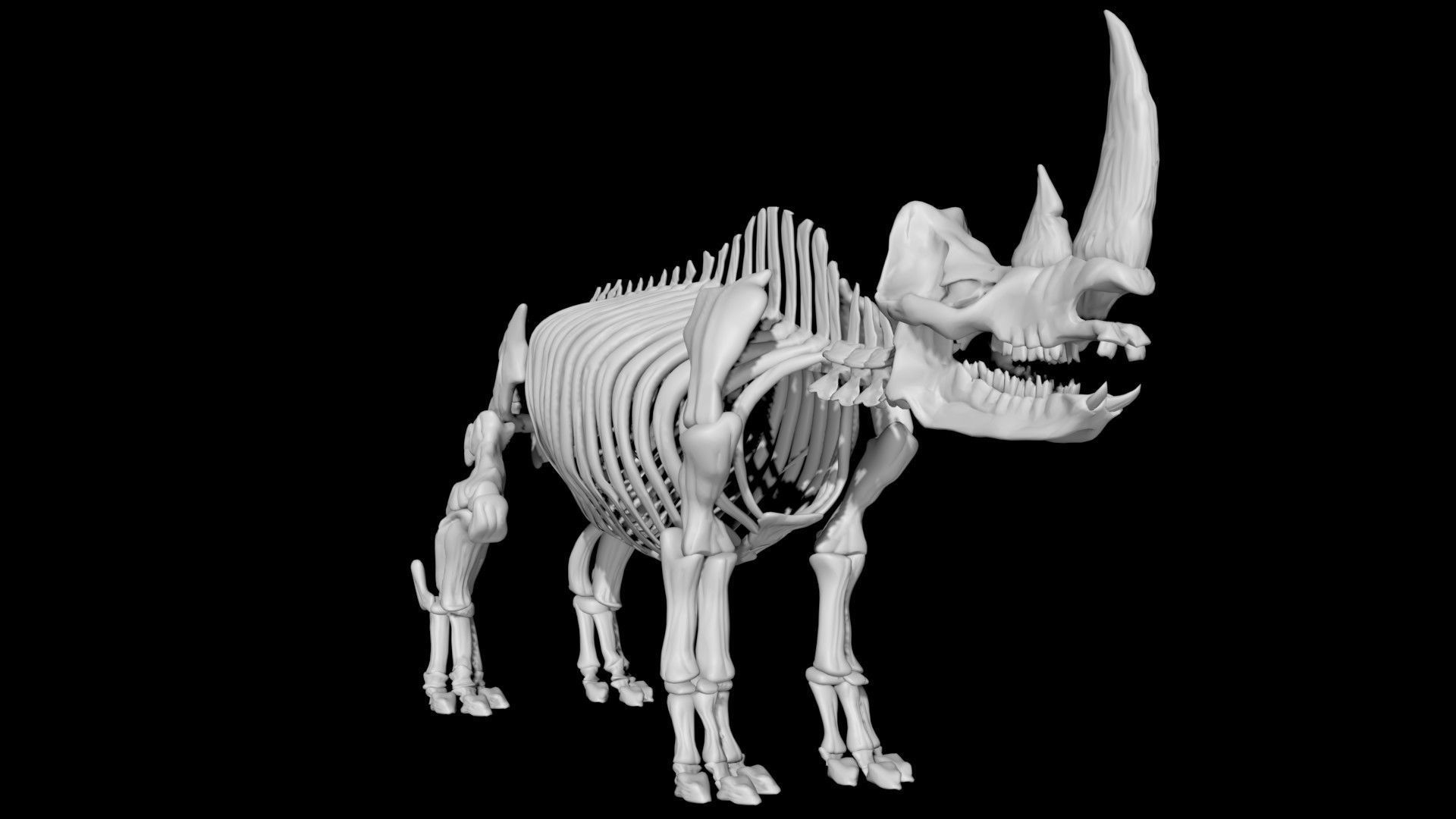 Rhino skeleton Low-poly 3D model_4