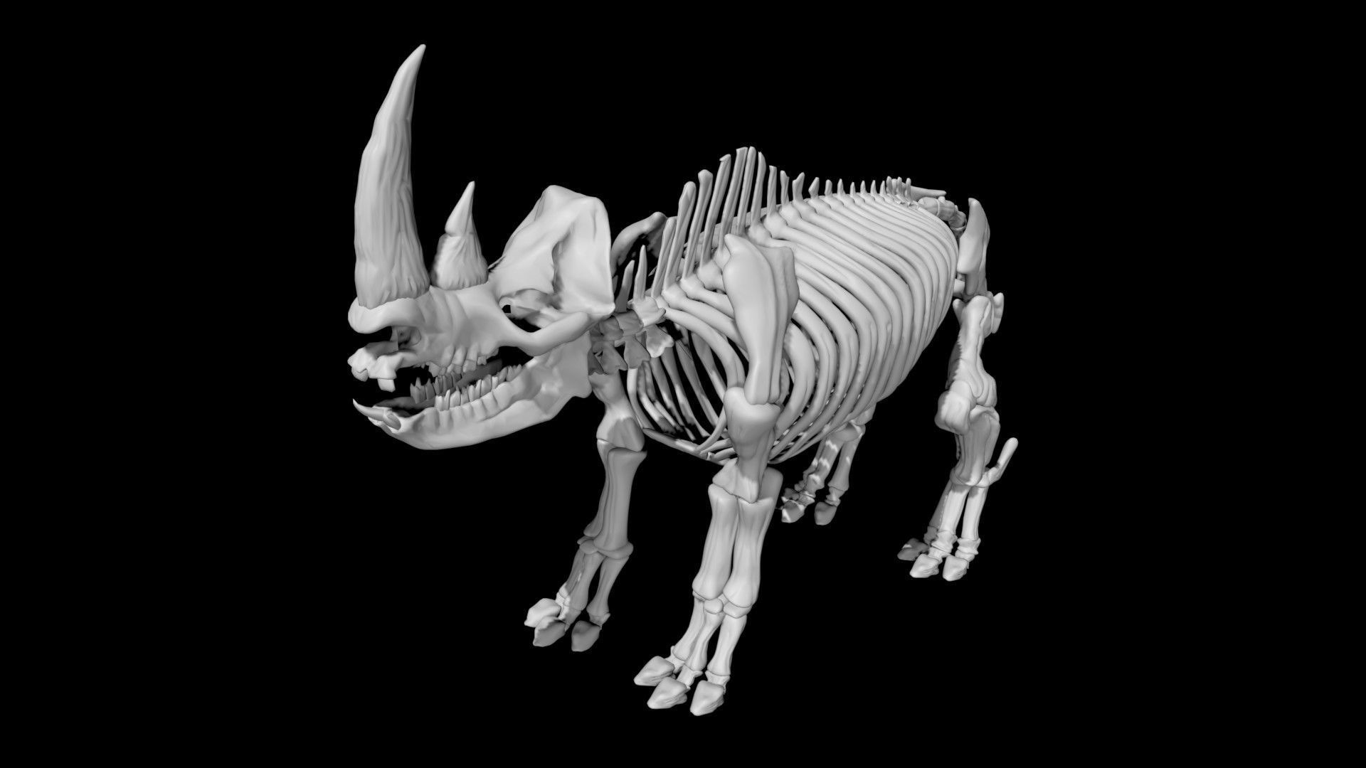 Rhino skeleton Low-poly 3D model_1