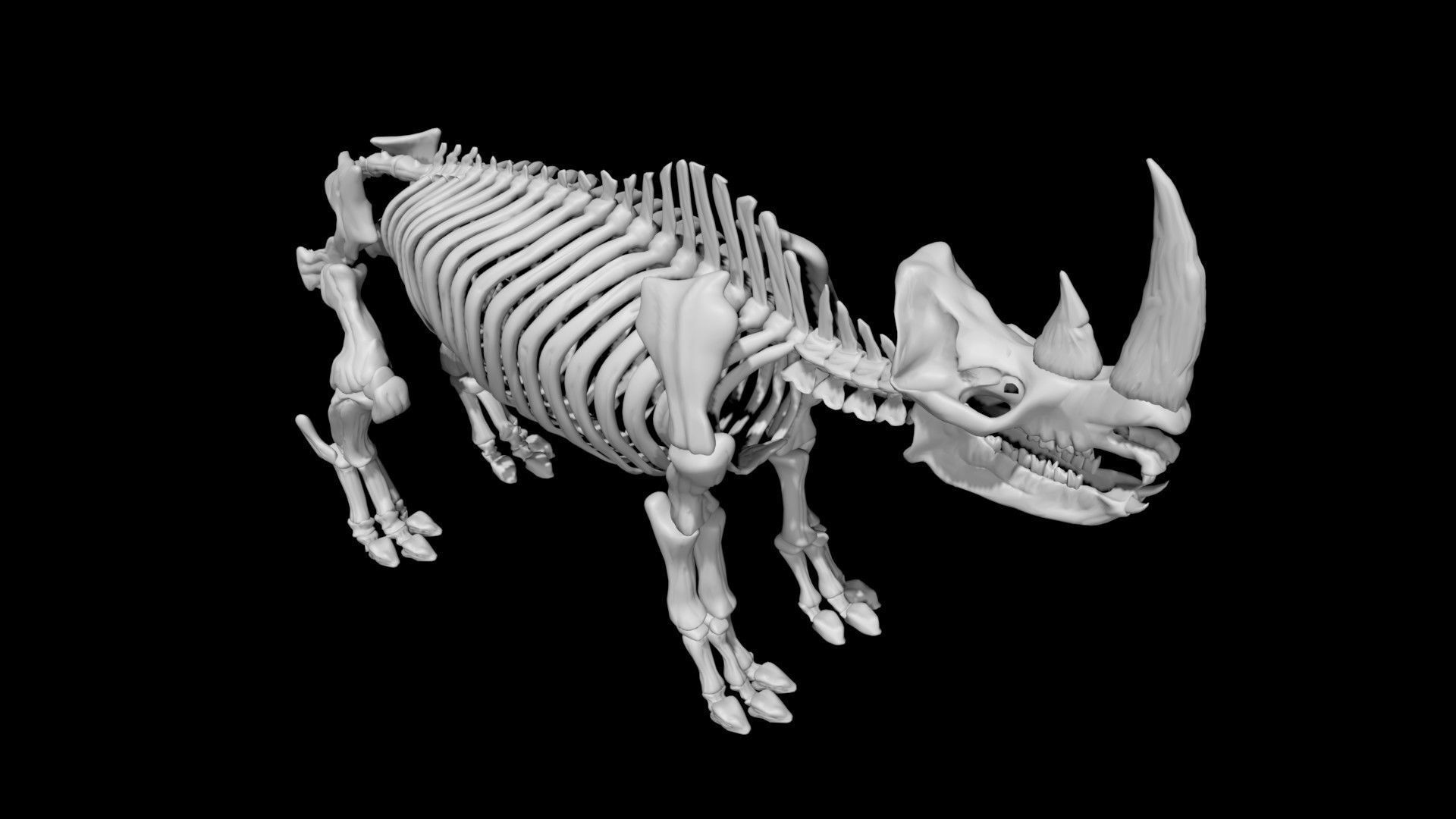 Rhino skeleton Low-poly 3D model_6