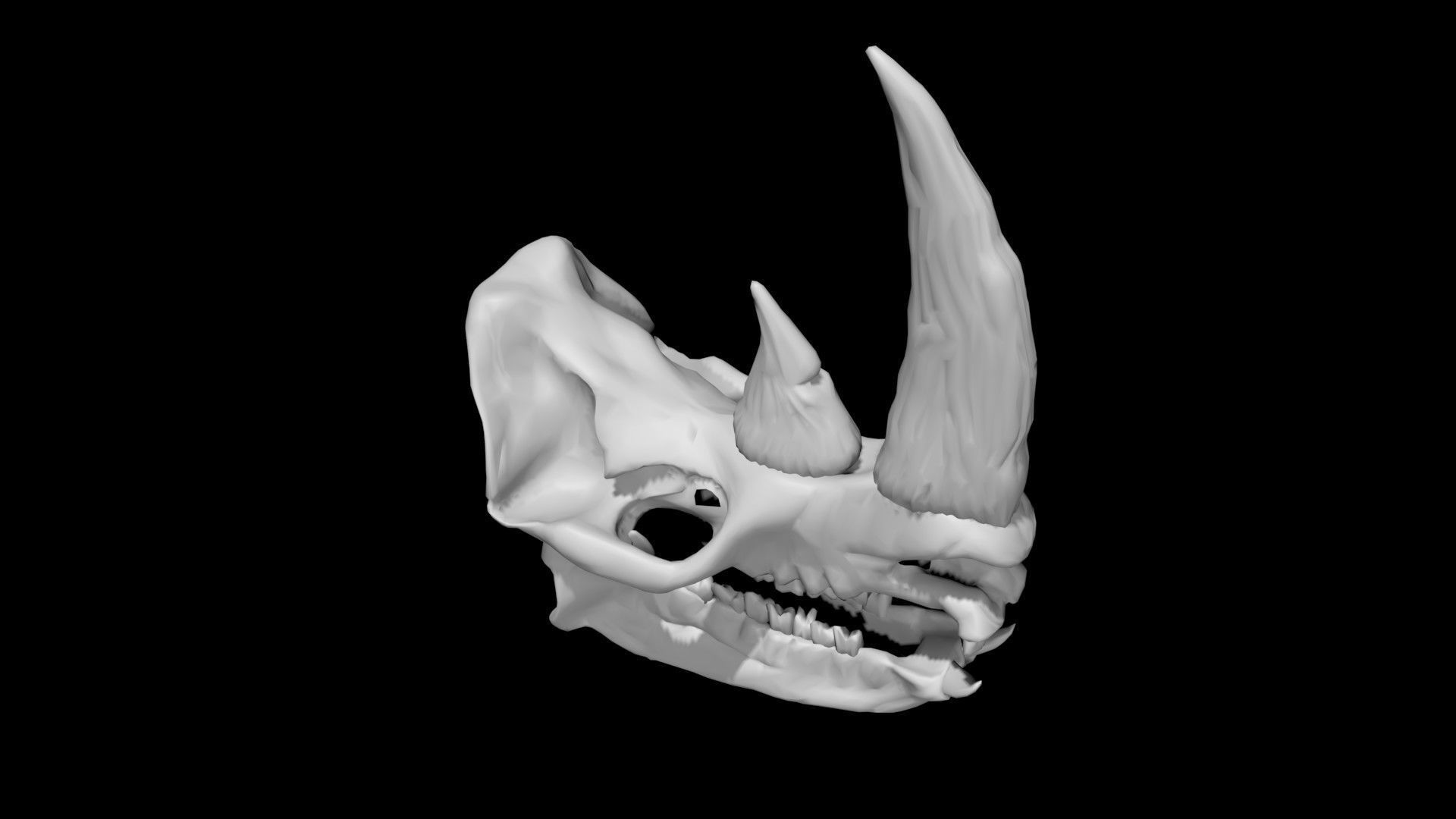 Rhino skull Low-poly 3D model_6
