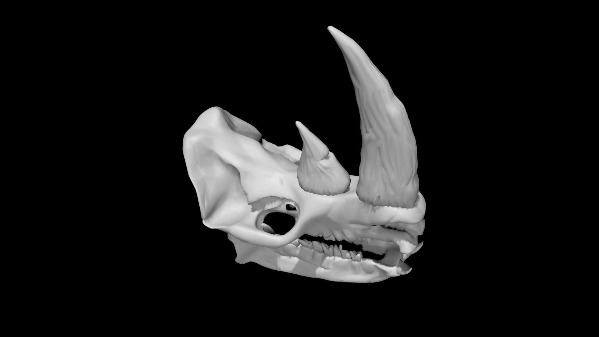 Rhino skull Low-poly 3D model_7