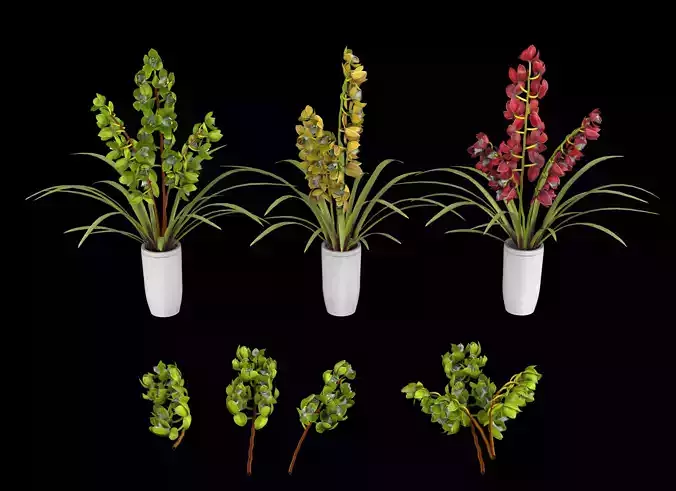 Cymbidium orchid PBR Flower model