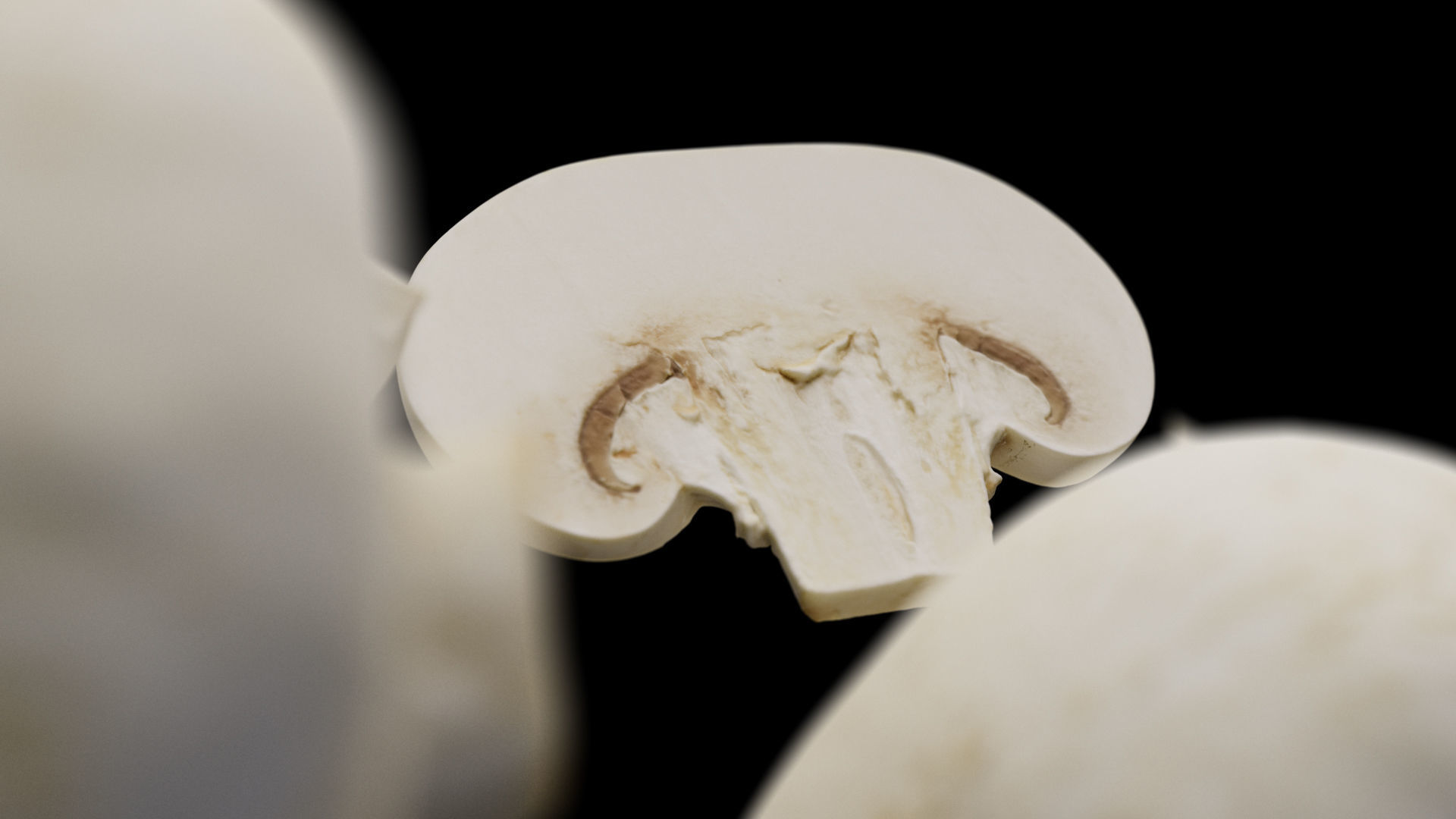 Champignon - Mushroom Full-Slice 3D model_6