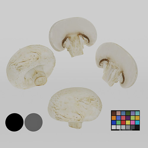Champignon - Mushroom Full-Slice 3D model 4