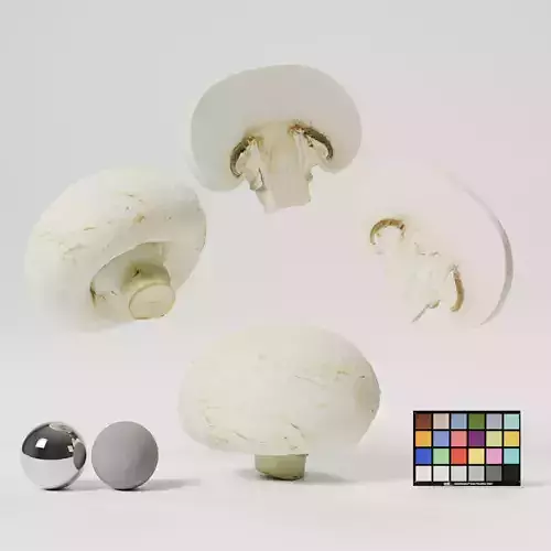 Champignon - Mushroom Full-Slice 3D model