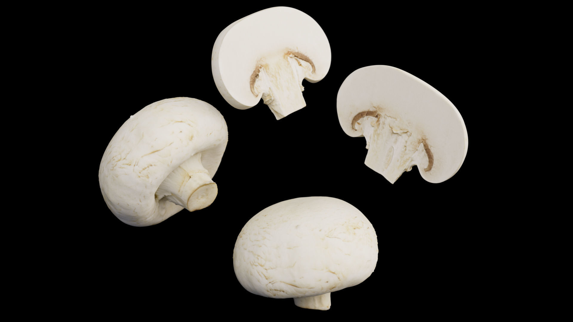 Champignon - Mushroom Full-Slice 3D model_7