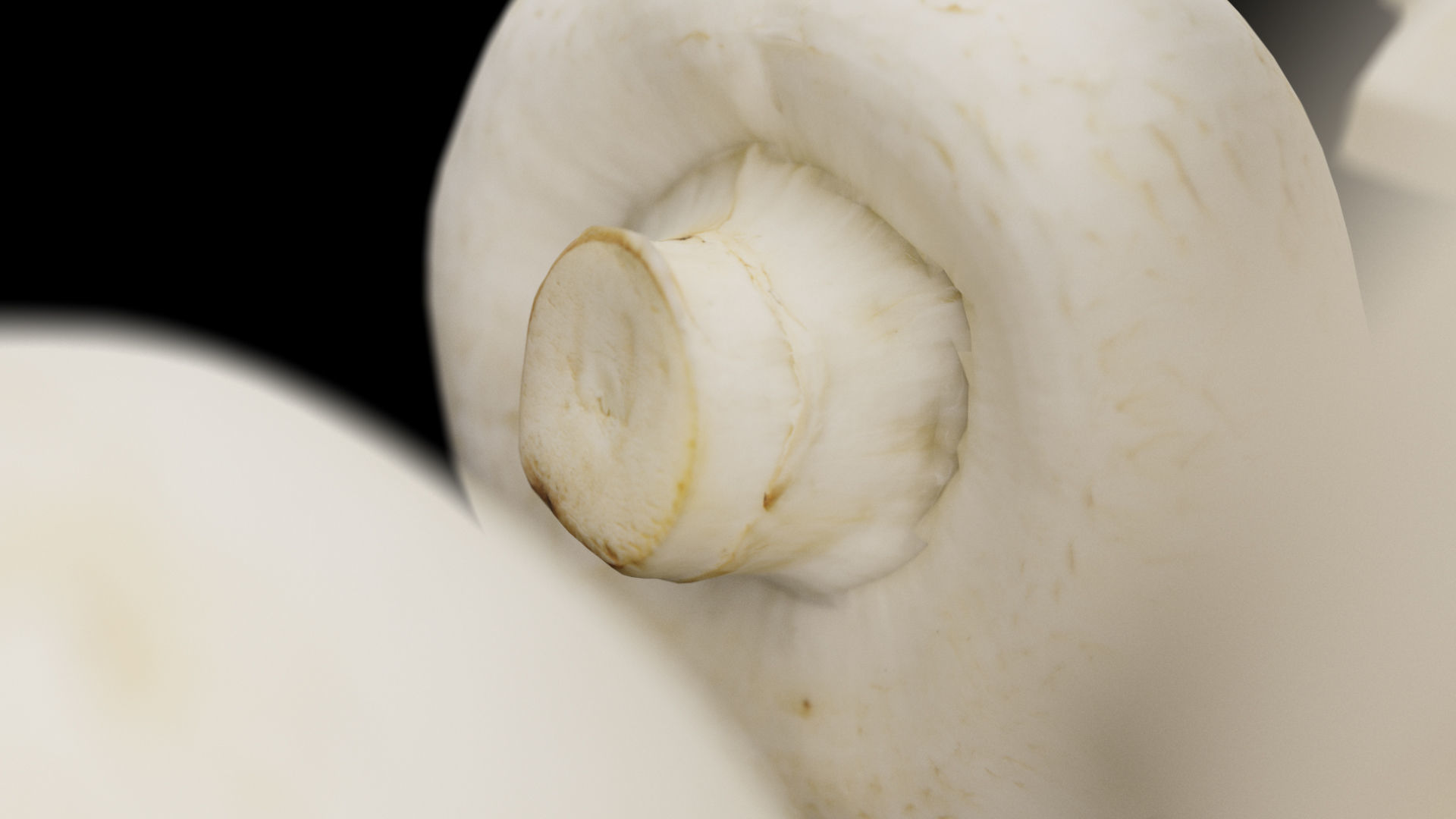 Champignon - Mushroom Full-Slice 3D model_8