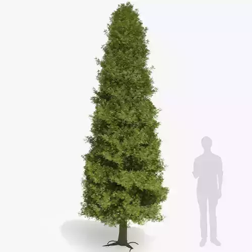 Thuja tree 3D model