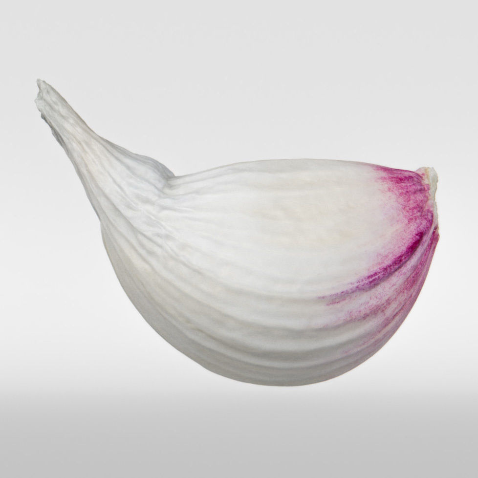 Garlic 3D model_7