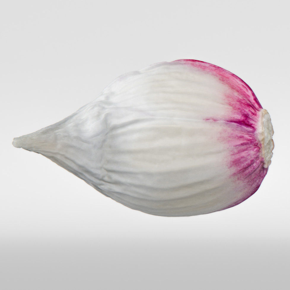 Garlic 3D model_5