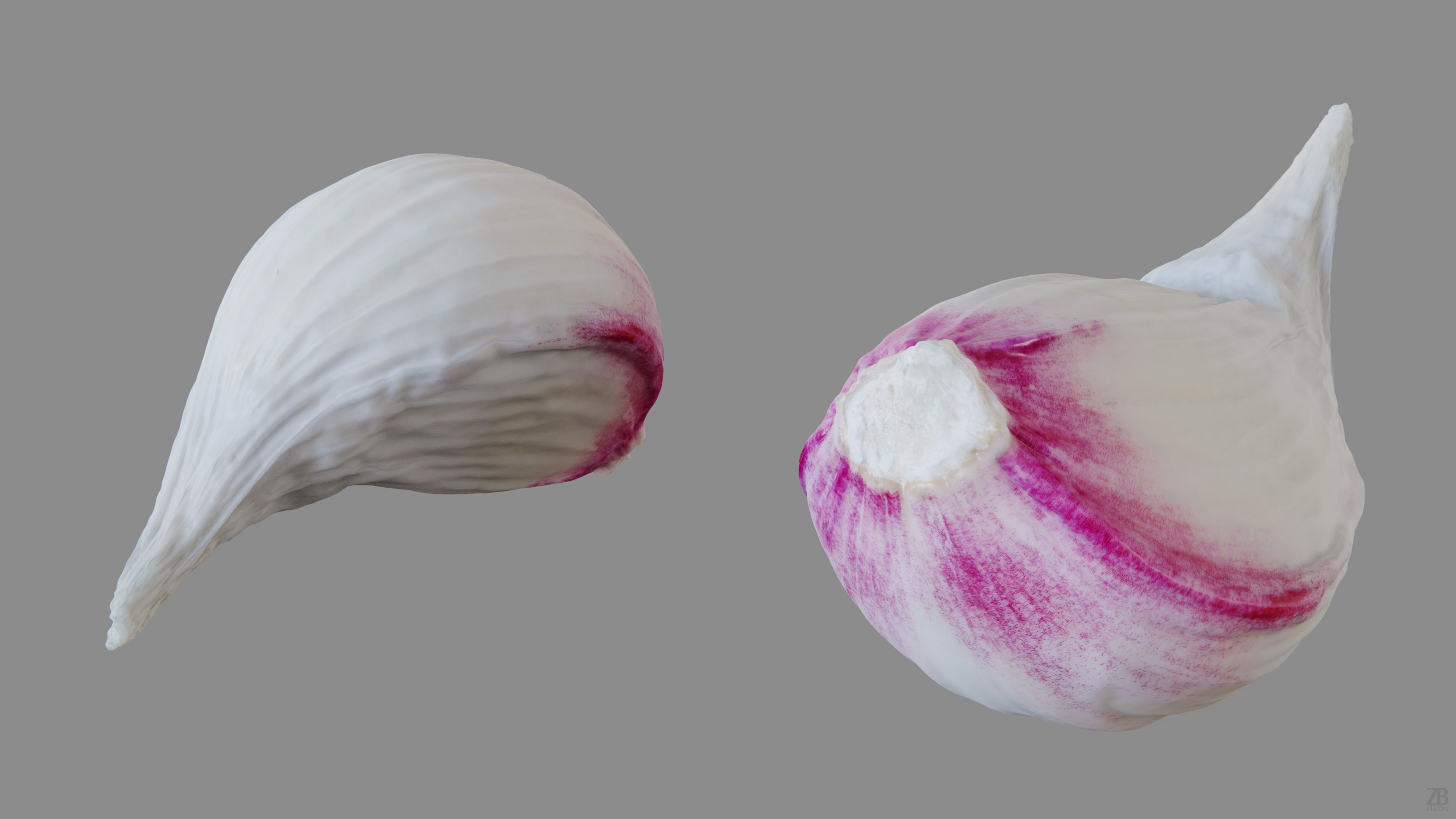 Garlic 3D model_13