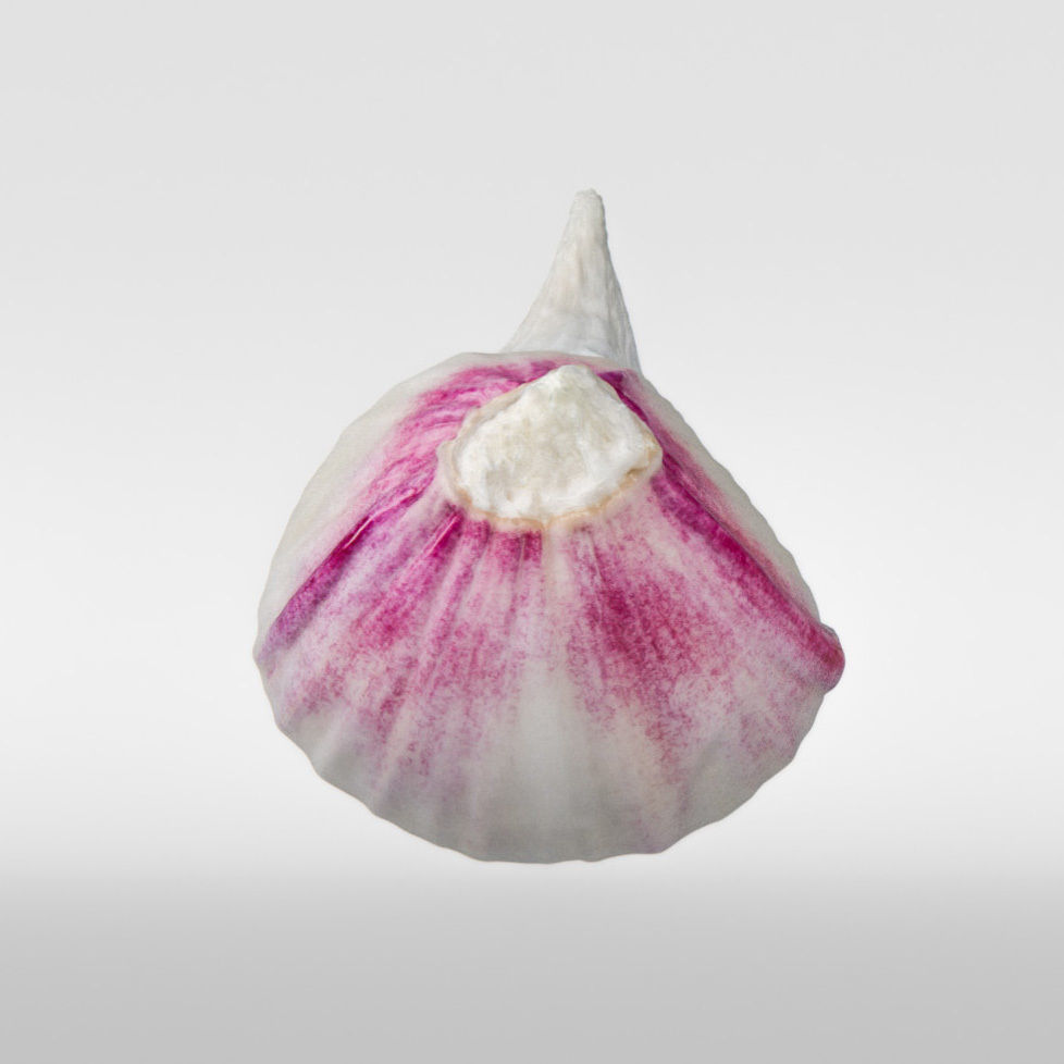 Garlic 3D model_6