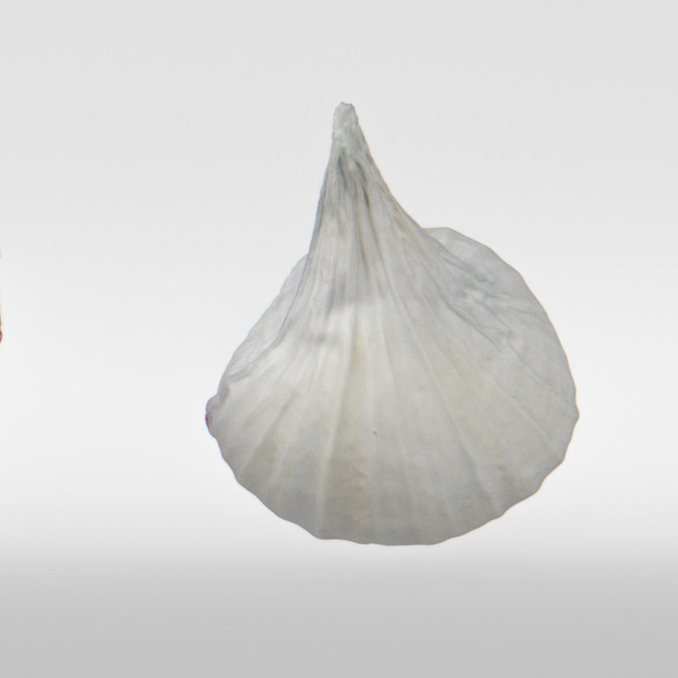 Garlic 3D model_8