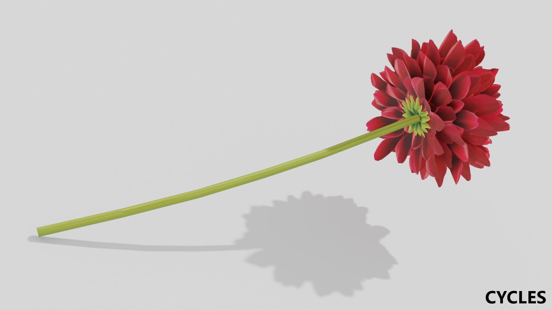 Dhalia - Low Poly dahlia Low-poly 3D model_3