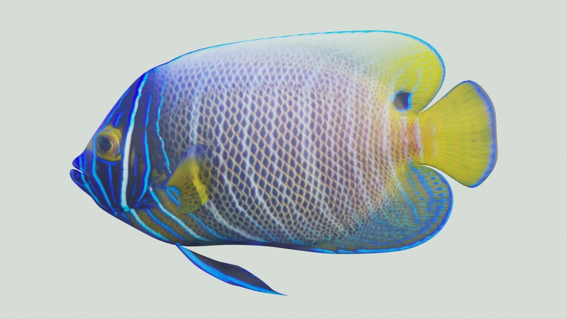 Blue girdled Angelfish set 03 3D model_2