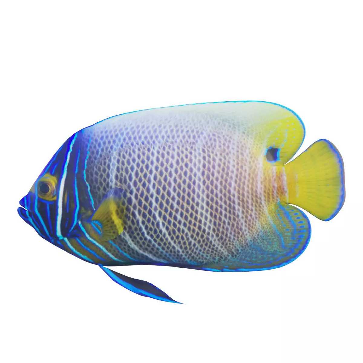 Blue girdled Angelfish set 03 3D model_0