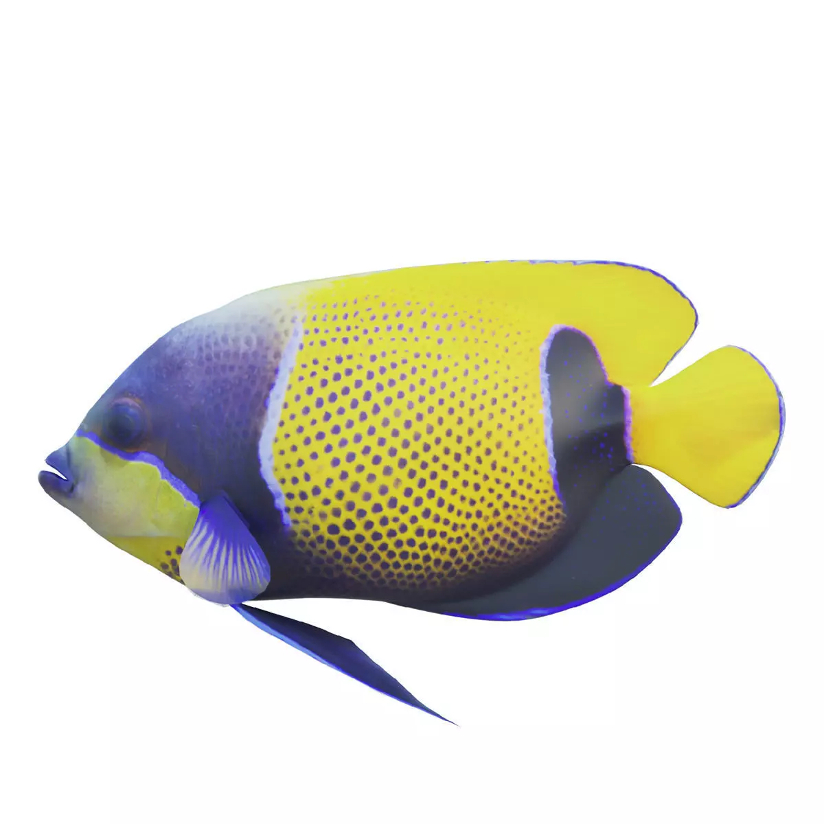 Blue girdled Angelfish set 04 3D model_0